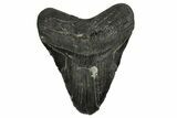 Bargain, Fossil Megalodon Tooth - North Carolina #338605-1